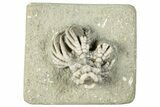 Fossil Crinoid (Actinocrinites) - Crawfordsville, Indiana #291772-1